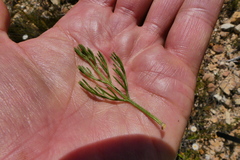 Serruria balanocephala