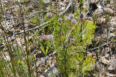 Serruria balanocephala