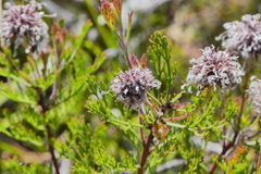 Serruria balanocephala