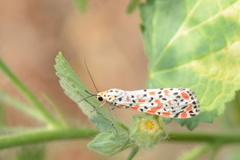 Utetheisa lotrix lotrix