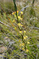 Struthiola fasciata