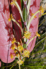 Struthiola fasciata