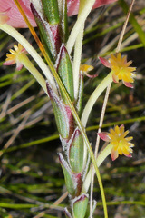 Struthiola fasciata
