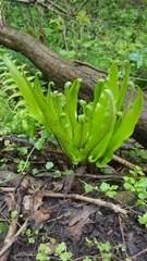 Asplenium scolopendrium
