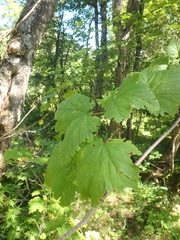 Ribes biebersteinii
