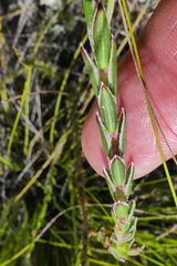 Struthiola fasciata