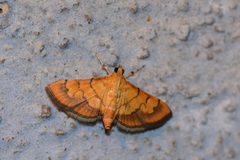 Orphanostigma abruptalis