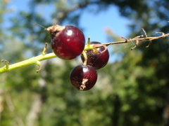 Ribes biebersteinii