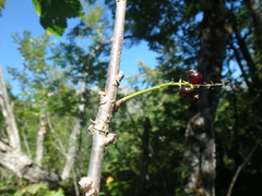 Ribes biebersteinii