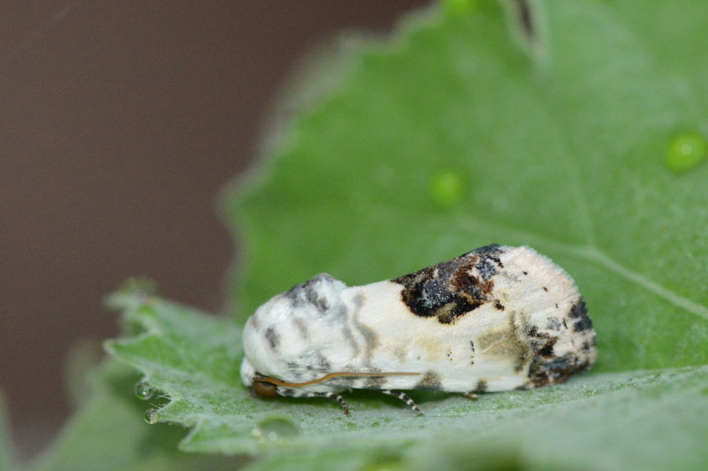 Acontia opalinoides