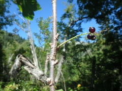Ribes biebersteinii