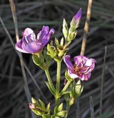 Chaetogastra gracilis