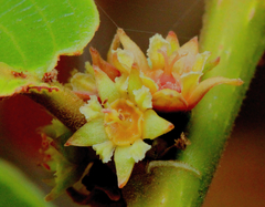 Bridelia retusa