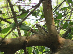 Dendrocopos analis