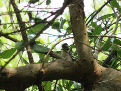 Dendrocopos analis