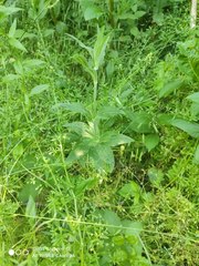 Brachycaudus lychnidis