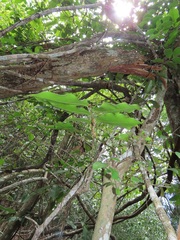 Uvaria lucida virens