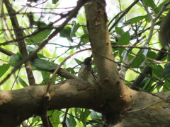 Dendrocopos analis