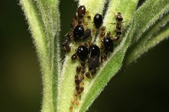 Brachycaudus lychnidis