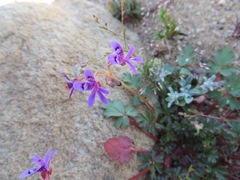 Pelargonium columbinum