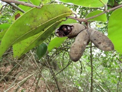 Uvaria lucida virens