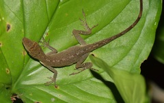 Anolis fuscoauratus
