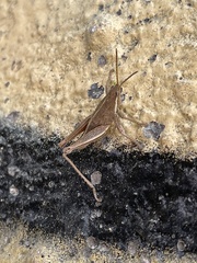 Sphenarium purpurascens