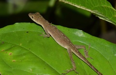 Anolis fuscoauratus