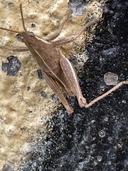 Sphenarium purpurascens