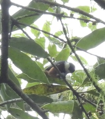 Sittiparus castaneoventris