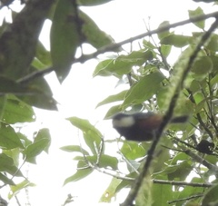 Sittiparus castaneoventris