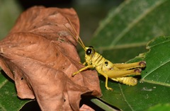 Ommatolampis perspicillata