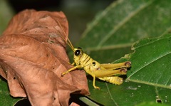 Ommatolampis perspicillata