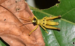 Ommatolampis perspicillata