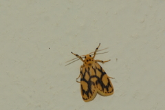 Miltochrista terminospota