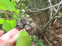 Uvaria lucida virens