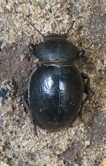 Ocnodes
