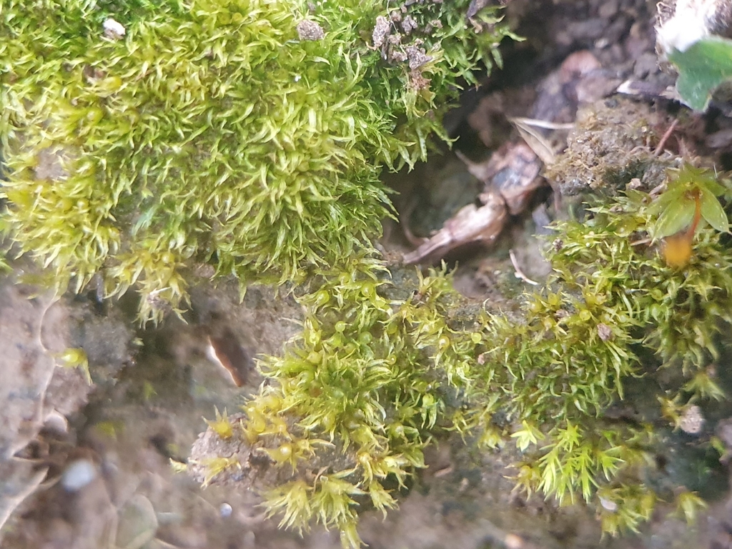 Ephemerum sessile