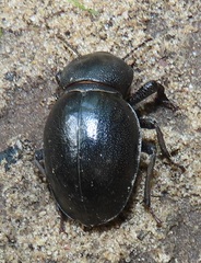 Ocnodes