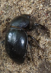 Ocnodes