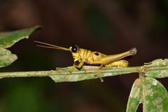 Ommatolampis perspicillata