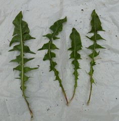 Taraxacum interveniens