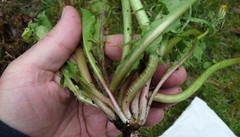 Taraxacum interveniens