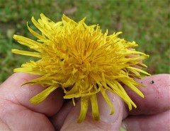 Taraxacum interveniens