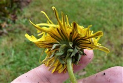 Taraxacum interveniens