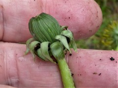 Taraxacum interveniens