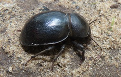 Ocnodes