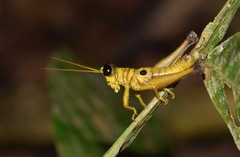 Ommatolampis perspicillata