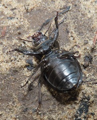 Ocnodes