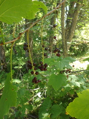 Ribes biebersteinii